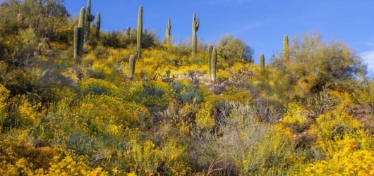 5 Native Desert Plants That Thrive on Neglect: A Guide to Arid Landscapes