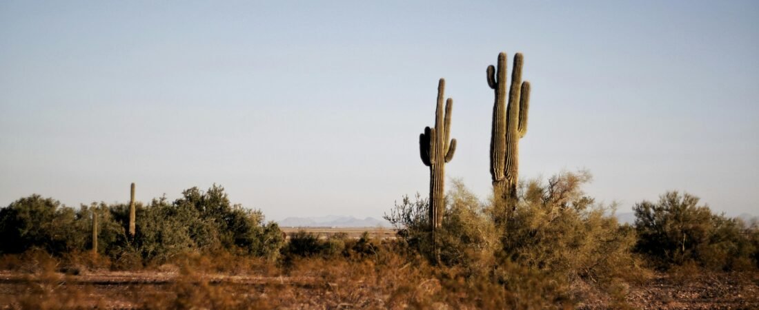 The Best Time of Year to Plant in the Desert and Why It Matters