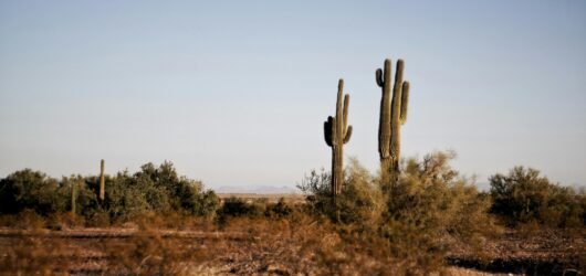 The Best Time of Year to Plant in the Desert and Why It Matters