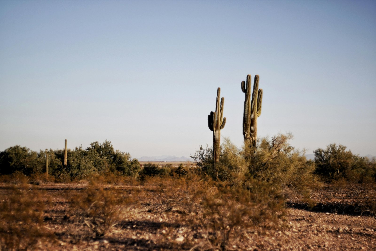 Saguaro cacti in the Sonoran Desert at golden hour