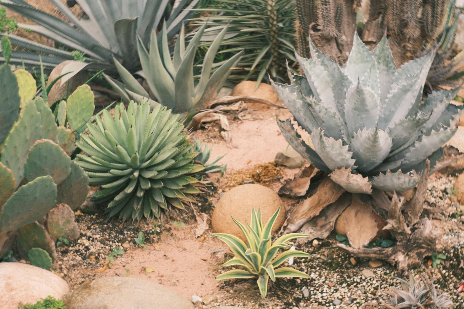Vibrant desert garden with diverse succulents and cacti planted together
