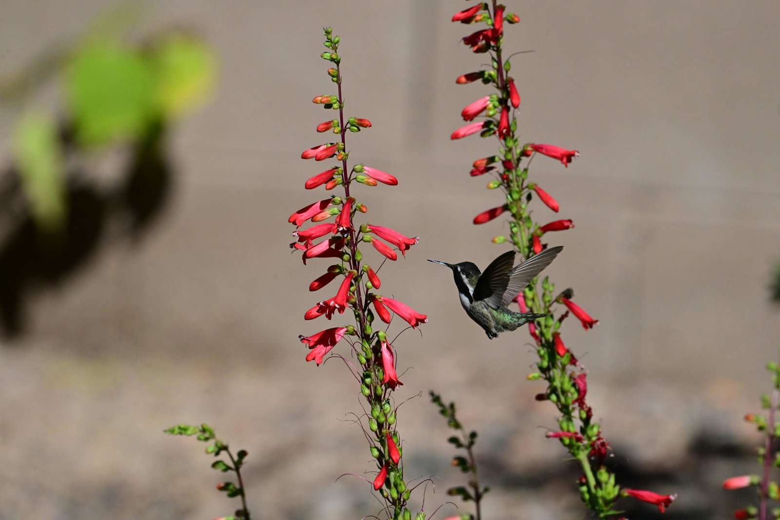 Hummingbird feeding on red penstemon flowers in Arizona