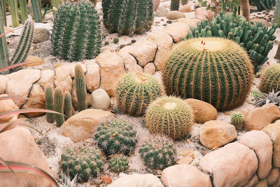 Drought-tolerant herb garden growing in a sunny arid landscape