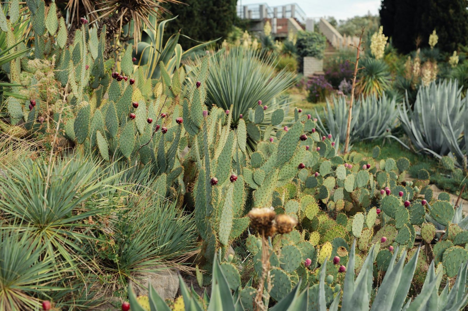 Desert garden landscape with diverse cacti and raised beds