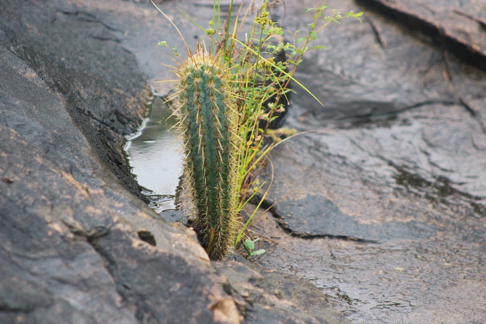 Cactus in rocky desert terrain with water reflection