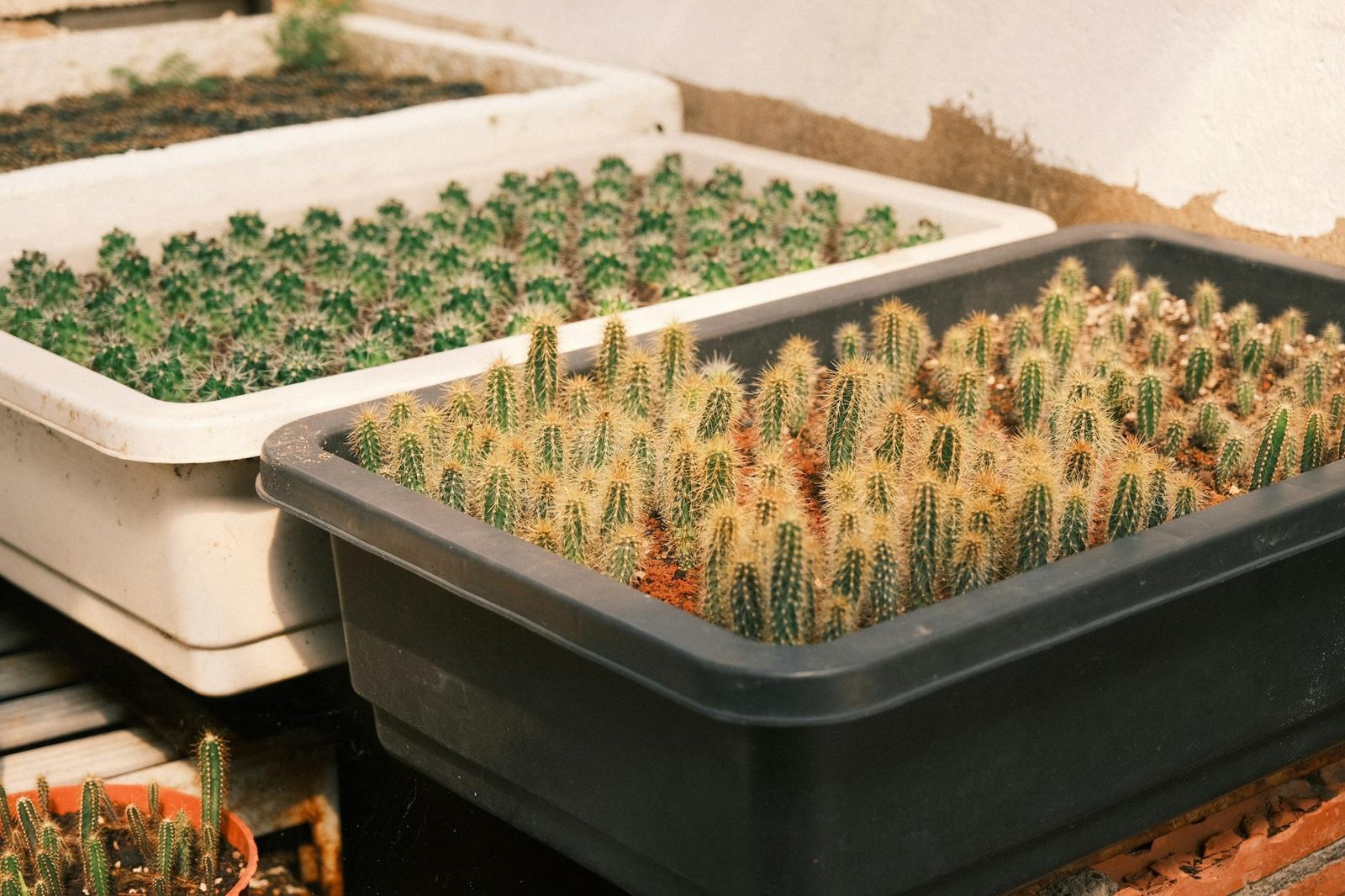 Rows of small cacti growing in trays under natural sunlight