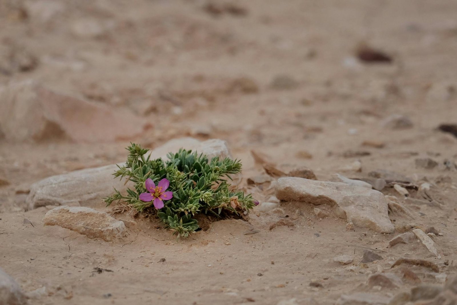 Low-growing desert ground cover plant spreading across dry soil
