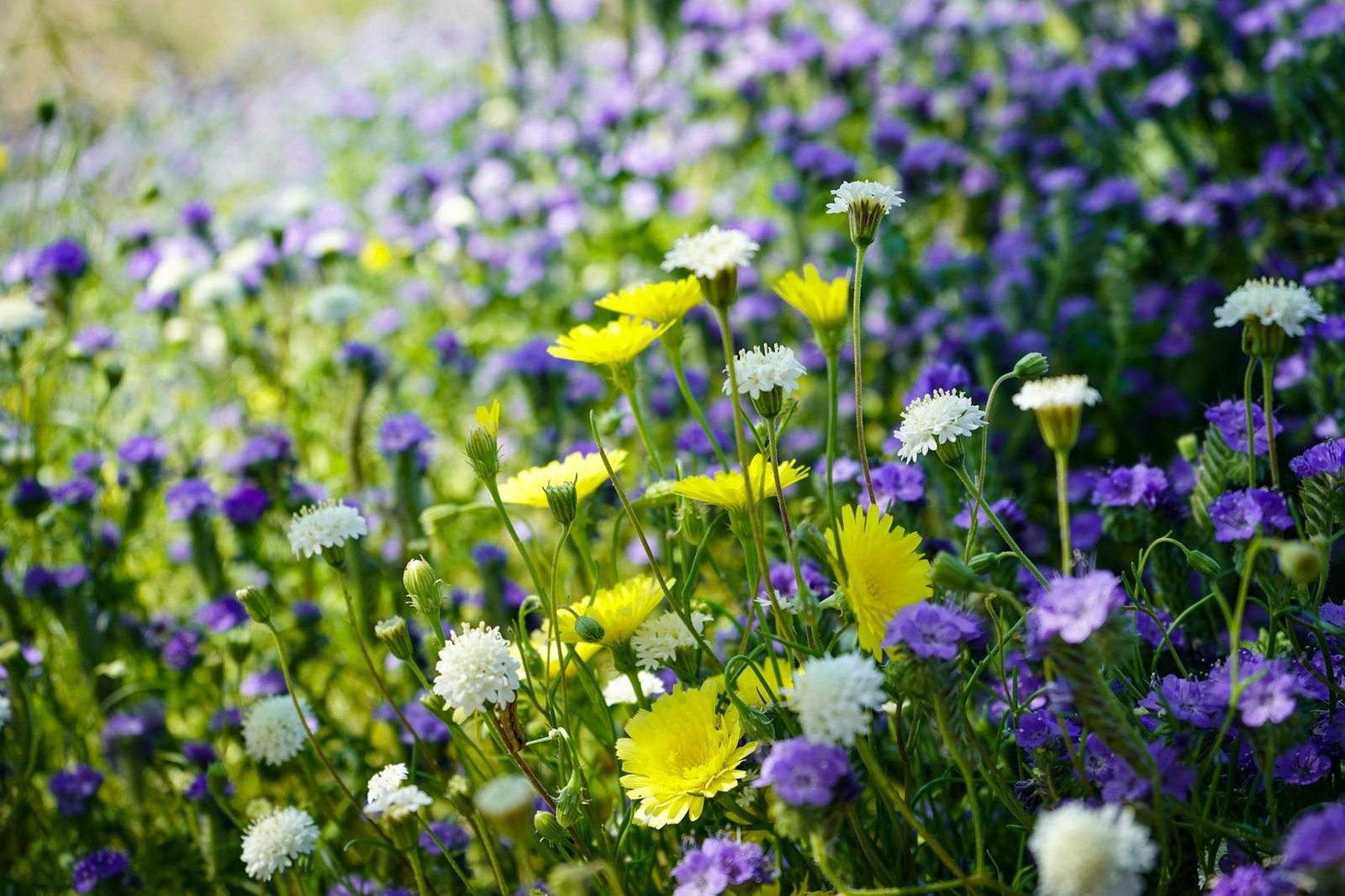Yellow and purple wildflowers blooming across a desert field